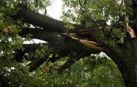 Spring Hill Tree Specialists image 1